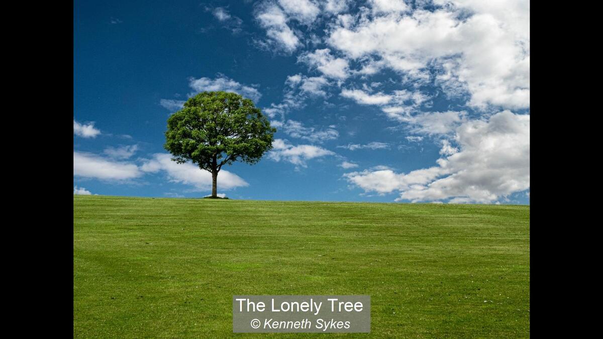 14_The Lonely Tree_Kenneth Sykes